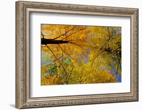 Maple Treetops, in Autumn-Steven Gaertner-Framed Photographic Print