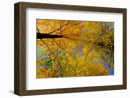 Maple Treetops, in Autumn-Steven Gaertner-Framed Photographic Print