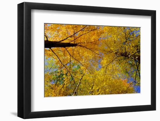 Maple Treetops, in Autumn-Steven Gaertner-Framed Photographic Print