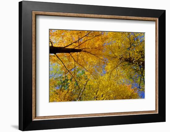 Maple Treetops, in Autumn-Steven Gaertner-Framed Photographic Print