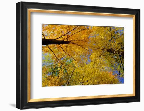 Maple Treetops, in Autumn-Steven Gaertner-Framed Photographic Print