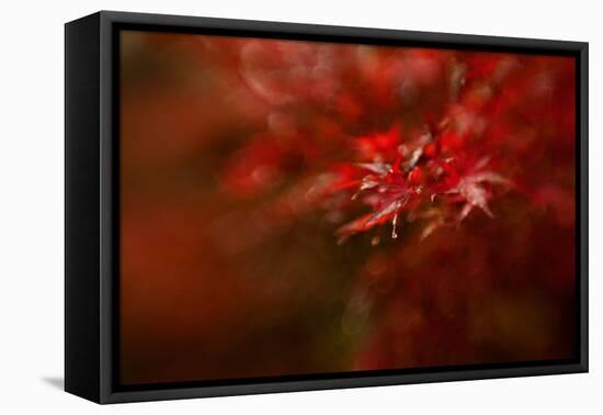 Maple-Mel Brackstone-Framed Premier Image Canvas