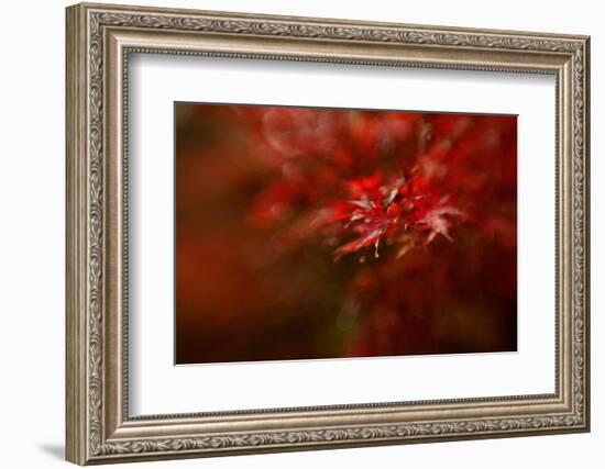 Maple-Mel Brackstone-Framed Photographic Print