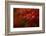 Maple-Mel Brackstone-Framed Photographic Print