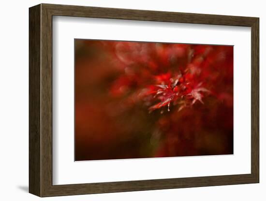 Maple-Mel Brackstone-Framed Photographic Print