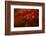 Maple-Mel Brackstone-Framed Photographic Print