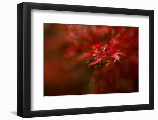 Maple-Mel Brackstone-Framed Photographic Print