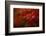 Maple-Mel Brackstone-Framed Photographic Print