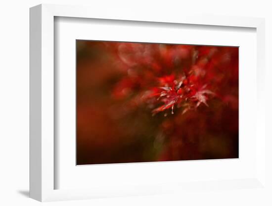 Maple-Mel Brackstone-Framed Photographic Print