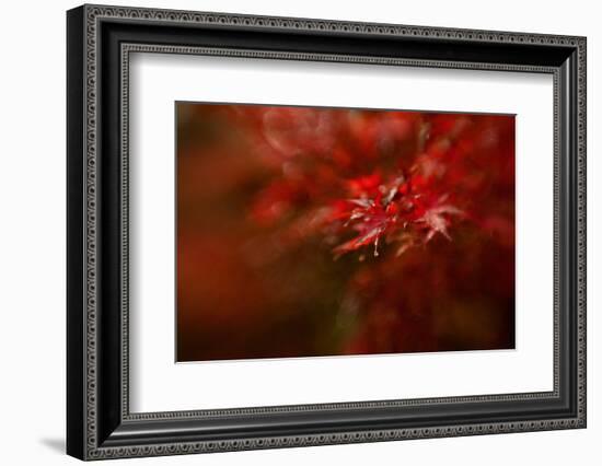 Maple-Mel Brackstone-Framed Photographic Print