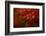 Maple-Mel Brackstone-Framed Photographic Print