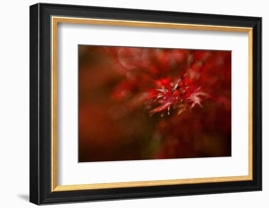 Maple-Mel Brackstone-Framed Photographic Print