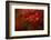 Maple-Mel Brackstone-Framed Photographic Print