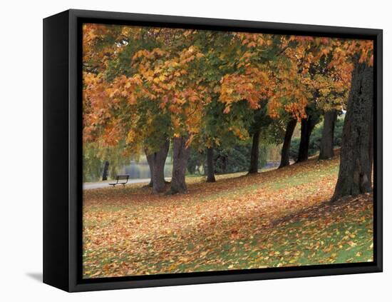 Maples and Bench in Autumn at Greenlake, Seattle, Washington, USA-Jamie & Judy Wild-Framed Premier Image Canvas