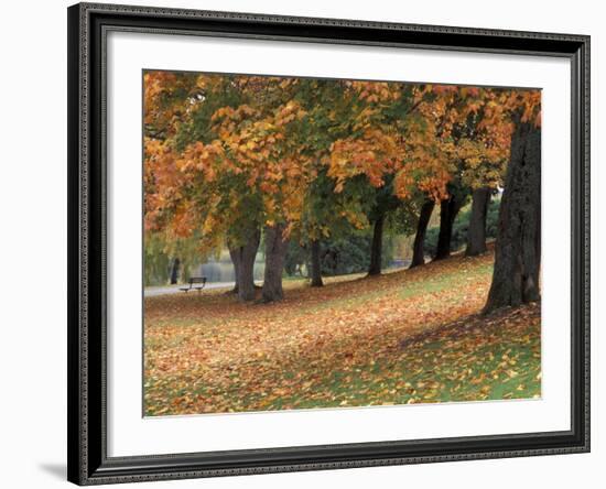 Maples and Bench in Autumn at Greenlake, Seattle, Washington, USA-Jamie & Judy Wild-Framed Photographic Print