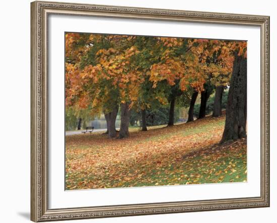Maples and Bench in Autumn at Greenlake, Seattle, Washington, USA-Jamie & Judy Wild-Framed Photographic Print