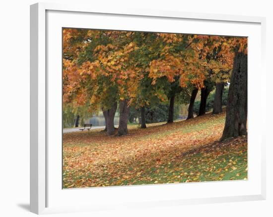 Maples and Bench in Autumn at Greenlake, Seattle, Washington, USA-Jamie & Judy Wild-Framed Photographic Print