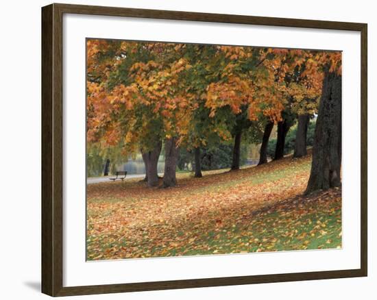 Maples and Bench in Autumn at Greenlake, Seattle, Washington, USA-Jamie & Judy Wild-Framed Photographic Print