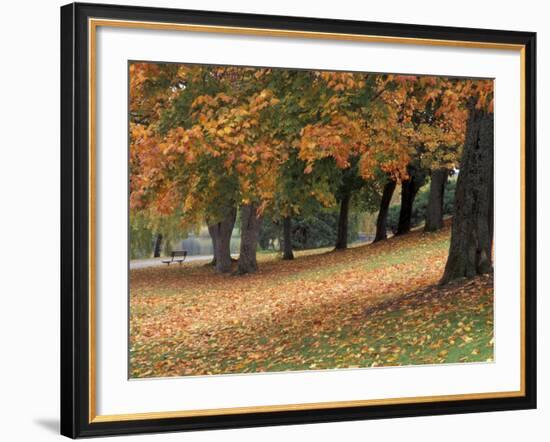 Maples and Bench in Autumn at Greenlake, Seattle, Washington, USA-Jamie & Judy Wild-Framed Photographic Print