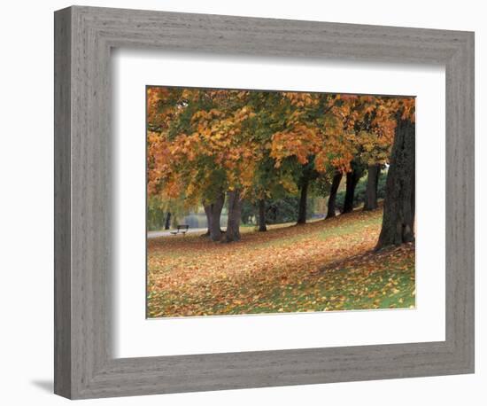 Maples and Bench in Autumn at Greenlake, Seattle, Washington, USA-Jamie & Judy Wild-Framed Photographic Print