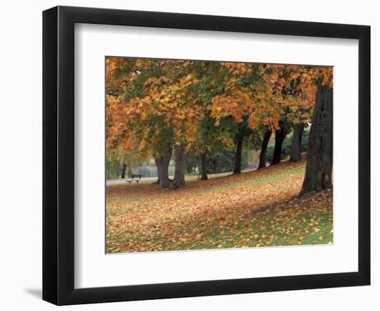 Maples and Bench in Autumn at Greenlake, Seattle, Washington, USA-Jamie & Judy Wild-Framed Photographic Print