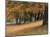 Maples and Bench in Autumn at Greenlake, Seattle, Washington, USA-Jamie & Judy Wild-Mounted Photographic Print