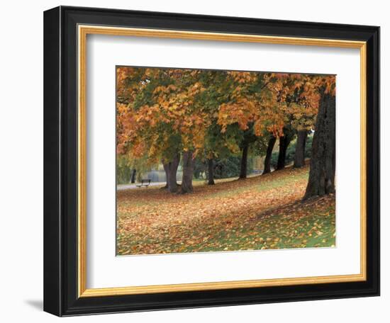 Maples and Bench in Autumn at Greenlake, Seattle, Washington, USA-Jamie & Judy Wild-Framed Photographic Print