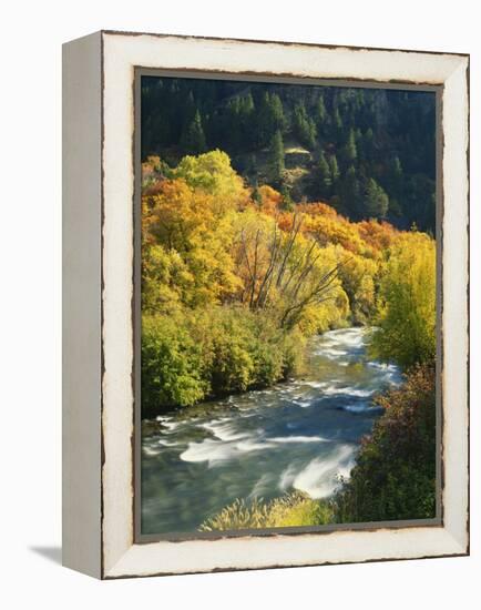 Maples and Birches Along Blacksmith Fork River, Wasatch-Cache National Forest, Utah, USA-Scott T. Smith-Framed Premier Image Canvas