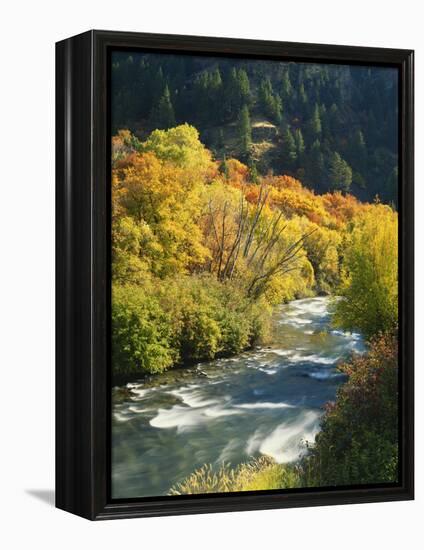 Maples and Birches Along Blacksmith Fork River, Wasatch-Cache National Forest, Utah, USA-Scott T. Smith-Framed Premier Image Canvas