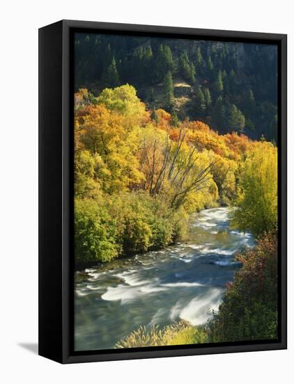 Maples and Birches Along Blacksmith Fork River, Wasatch-Cache National Forest, Utah, USA-Scott T. Smith-Framed Premier Image Canvas