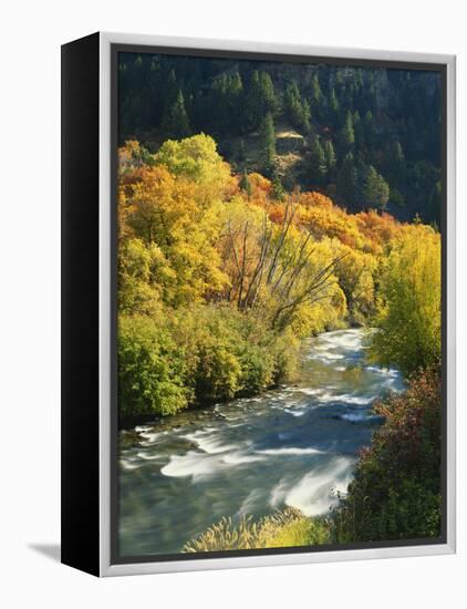 Maples and Birches Along Blacksmith Fork River, Wasatch-Cache National Forest, Utah, USA-Scott T. Smith-Framed Premier Image Canvas