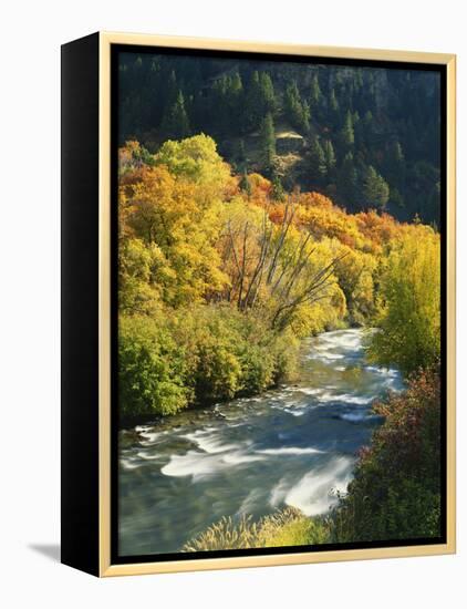 Maples and Birches Along Blacksmith Fork River, Wasatch-Cache National Forest, Utah, USA-Scott T. Smith-Framed Premier Image Canvas