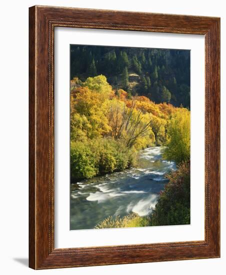 Maples and Birches Along Blacksmith Fork River, Wasatch-Cache National Forest, Utah, USA-Scott T. Smith-Framed Photographic Print