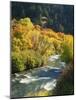 Maples and Birches Along Blacksmith Fork River, Wasatch-Cache National Forest, Utah, USA-Scott T. Smith-Mounted Photographic Print