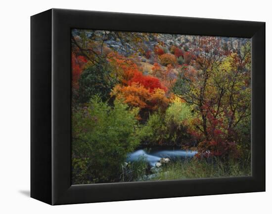 Maples and Willows in Autumn, Blacksmith Fork Canyon, Bear River Range, National Forest, Utah-Scott T^ Smith-Framed Premier Image Canvas