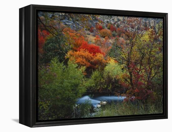 Maples and Willows in Autumn, Blacksmith Fork Canyon, Bear River Range, National Forest, Utah-Scott T^ Smith-Framed Premier Image Canvas