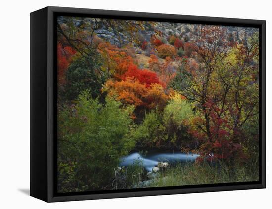 Maples and Willows in Autumn, Blacksmith Fork Canyon, Bear River Range, National Forest, Utah-Scott T^ Smith-Framed Premier Image Canvas