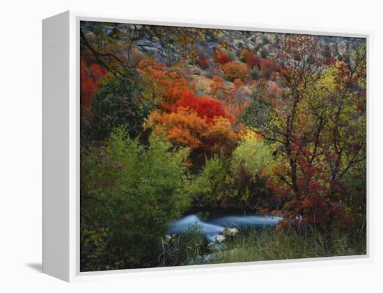 Maples and Willows in Autumn, Blacksmith Fork Canyon, Bear River Range, National Forest, Utah-Scott T^ Smith-Framed Premier Image Canvas