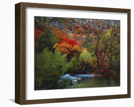 Maples and Willows in Autumn, Blacksmith Fork Canyon, Bear River Range, National Forest, Utah-Scott T^ Smith-Framed Photographic Print