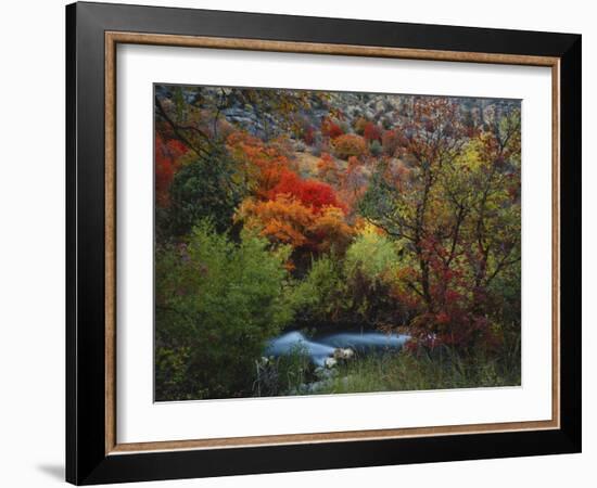 Maples and Willows in Autumn, Blacksmith Fork Canyon, Bear River Range, National Forest, Utah-Scott T^ Smith-Framed Photographic Print