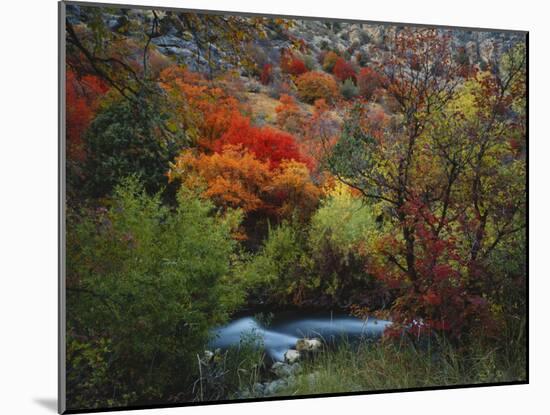 Maples and Willows in Autumn, Blacksmith Fork Canyon, Bear River Range, National Forest, Utah-Scott T^ Smith-Mounted Photographic Print