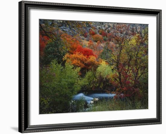 Maples and Willows in Autumn, Blacksmith Fork Canyon, Bear River Range, National Forest, Utah-Scott T^ Smith-Framed Photographic Print