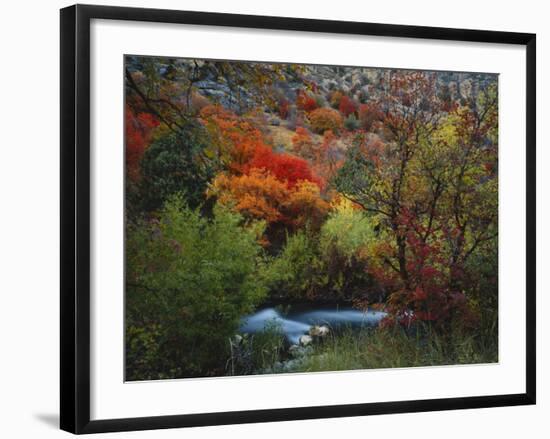 Maples and Willows in Autumn, Blacksmith Fork Canyon, Bear River Range, National Forest, Utah-Scott T^ Smith-Framed Photographic Print