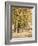 Maples in Chester County, Pennsylvania, 1889-William Trost Richards-Framed Giclee Print