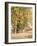 Maples in Chester County, Pennsylvania, 1889-William Trost Richards-Framed Giclee Print