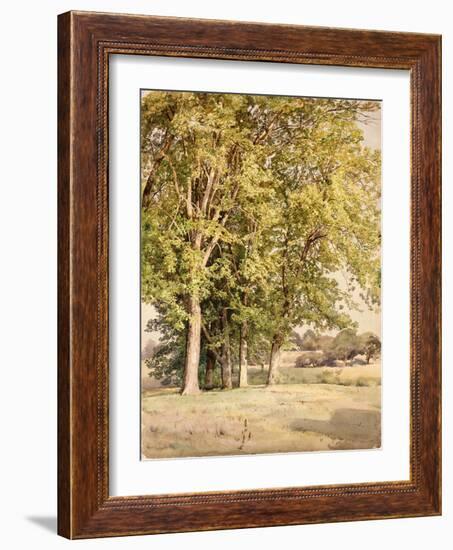 Maples in Chester County, Pennsylvania, 1889-William Trost Richards-Framed Giclee Print
