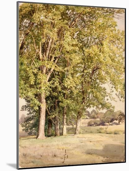 Maples in Chester County, Pennsylvania, 1889-William Trost Richards-Mounted Giclee Print