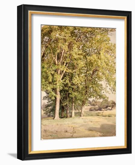 Maples in Chester County, Pennsylvania, 1889-William Trost Richards-Framed Giclee Print