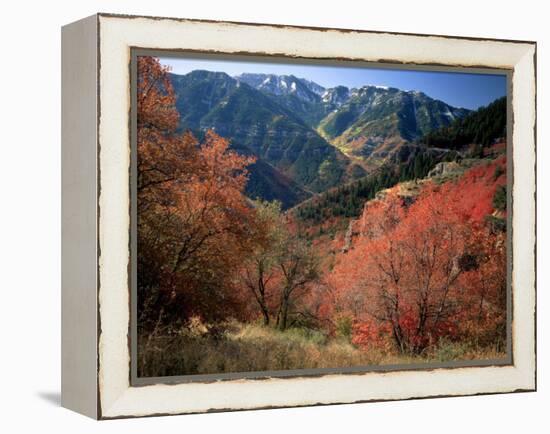 Maples on Slopes above Logan Canyon, Bear River Range, Wasatch-Cache National Forest, Utah, USA-Scott T^ Smith-Framed Premier Image Canvas