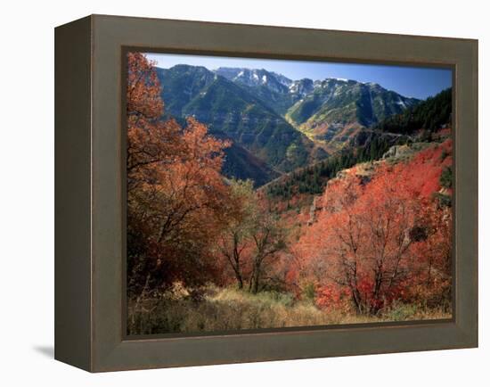 Maples on Slopes above Logan Canyon, Bear River Range, Wasatch-Cache National Forest, Utah, USA-Scott T^ Smith-Framed Premier Image Canvas